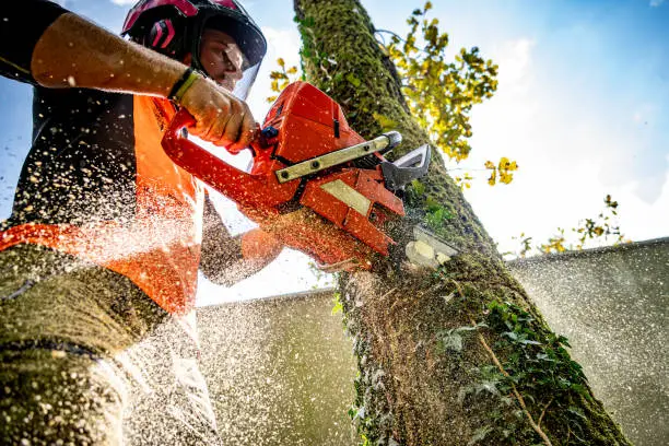 Close-up of professional chainsaw cutting an oak tree limb in a residential yard